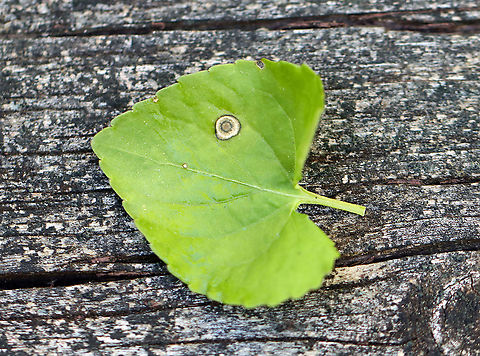 Midge Gall/Fungal Leaf Spot on Viola sp. This is either leaf spot or a gall. 

Habitat: Viola leaf in a forested wetland
https://www.jungledragon.com/image/103126/midge_gallfungal_leaf_spot_on_viola_sp._underside.html Geotagged,Spring,United States,Viola,gall,gall midge,leaf spot,midge