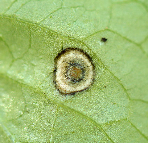 Midge Gall/Fungal Leaf Spot on Viola sp. (Underside) This is either leaf spot or a gall.

Habitat: Viola leaf in a forested wetland
https://www.jungledragon.com/image/103125/midge_gallfungal_leaf_spot_on_viola_sp.html Geotagged,Spring,United States