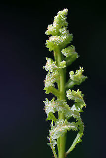 Fern - Class Polypodiopsida Ferns are vascular plants and differ from seed plants (gymnosperms and angiosperms) in that they reproduce by spores. Ferns also lack flowers and seeds.

Habitat: Wet, rocky, deciduous forest Geotagged,Polypodiopsida,Spring,United States,fern