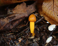 Tolypocladium sp. on Elaphomyces sp. truffle Tolypocladium species parasitize Elaphomyces truffles.<br />
<br />
Habitat: Found growing on a truffle under a log in a mixed forest.<br />
https://www.jungledragon.com/image/103150/tolypocladium_sp._on_an_elaphomyces_sp._truffle.html<br />
https://www.jungledragon.com/image/103194/tolypocladium_sp._on_an_elaphomyces_sp._truffle.html<br />
https://www.jungledragon.com/image/103195/tolypocladium_sp._on_an_elaphomyces_sp._truffle.html<br />
https://www.jungledragon.com/image/103193/tolypocladium_sp._on_an_elaphomyces_sp._truffle_cross-section.html<br />
https://www.jungledragon.com/image/103192/tolypocladium_sp._on_an_elaphomyces_sp._truffle_cross-section.html Elaphomyces,Fall,Geotagged,Tolypocladium,United States,fungus,mushroom,parasitic mushroom,truffle