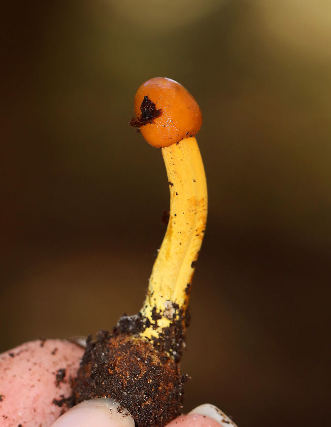 Tolypocladium sp. on an Elaphomyces sp. Truffle Tolypocladium species parasitize Elaphomyces truffles.<br />
<br />
Habitat: Found growing on a truffle under a log in a mixed forest.<br />
<figure class="photo"><a href="https://www.jungledragon.com/image/103149/tolypocladium_sp._on_elaphomyces_sp._truffle.html" title="Tolypocladium sp. on Elaphomyces sp. truffle"><img src="https://s3.amazonaws.com/media.jungledragon.com/images/3232/103149_thumb.jpg?AWSAccessKeyId=05GMT0V3GWVNE7GGM1R2&Expires=1759968010&Signature=PugqLeEE%2Fw7OrDzb%2FwmEAoLLTOw%3D" width="200" height="158" alt="Tolypocladium sp. on Elaphomyces sp. truffle Tolypocladium species parasitize Elaphomyces truffles.<br />
<br />
Habitat: Found growing on a truffle under a log in a mixed forest.<br />
https://www.jungledragon.com/image/103150/tolypocladium_sp._on_an_elaphomyces_sp._truffle.html<br />
https://www.jungledragon.com/image/103194/tolypocladium_sp._on_an_elaphomyces_sp._truffle.html<br />
https://www.jungledragon.com/image/103195/tolypocladium_sp._on_an_elaphomyces_sp._truffle.html<br />
https://www.jungledragon.com/image/103193/tolypocladium_sp._on_an_elaphomyces_sp._truffle_cross-section.html<br />
https://www.jungledragon.com/image/103192/tolypocladium_sp._on_an_elaphomyces_sp._truffle_cross-section.html Elaphomyces,Fall,Geotagged,Tolypocladium,United States,fungus,mushroom,parasitic mushroom,truffle" /></a></figure><br />
<figure class="photo"><a href="https://www.jungledragon.com/image/103192/tolypocladium_sp._on_an_elaphomyces_sp._truffle_cross-section.html" title="Tolypocladium sp. on an Elaphomyces sp. Truffle (Cross-section)"><img src="https://s3.amazonaws.com/media.jungledragon.com/images/3232/103192_thumb.jpg?AWSAccessKeyId=05GMT0V3GWVNE7GGM1R2&Expires=1759968010&Signature=wys1P06SqoIQiBVVcfVDOIbyEzo%3D" width="200" height="160" alt="Tolypocladium sp. on an Elaphomyces sp. Truffle (Cross-section) Tolypocladium species parasitize Elaphomyces truffles.<br />
<br />
Habitat: Found growing on a truffle under a log in a mixed forest.<br />
https://www.jungledragon.com/image/103193/tolypocladium_sp._on_an_elaphomyces_sp._truffle_cross-section.html<br />
https://www.jungledragon.com/image/103150/tolypocladium_sp._on_an_elaphomyces_sp._truffle.html<br />
https://www.jungledragon.com/image/103194/tolypocladium_sp._on_an_elaphomyces_sp._truffle.html<br />
https://www.jungledragon.com/image/103195/tolypocladium_sp._on_an_elaphomyces_sp._truffle.html<br />
https://www.jungledragon.com/image/103149/tolypocladium_sp._on_elaphomyces_sp._truffle.html Fall,Geotagged,United States" /></a></figure><br />
<figure class="photo"><a href="https://www.jungledragon.com/image/103193/tolypocladium_sp._on_an_elaphomyces_sp._truffle_cross-section.html" title="Tolypocladium sp. on an Elaphomyces sp. Truffle (Cross-section)"><img src="https://s3.amazonaws.com/media.jungledragon.com/images/3232/103193_thumb.jpg?AWSAccessKeyId=05GMT0V3GWVNE7GGM1R2&Expires=1759968010&Signature=PrkSUgMWPF5uO%2B9313vrFtvwXqc%3D" width="200" height="134" alt="Tolypocladium sp. on an Elaphomyces sp. Truffle (Cross-section) Tolypocladium species parasitize Elaphomyces truffles.<br />
<br />
Habitat: Found growing on a truffle under a log in a mixed forest.<br />
https://www.jungledragon.com/image/103149/tolypocladium_sp._on_elaphomyces_sp._truffle.html<br />
https://www.jungledragon.com/image/103195/tolypocladium_sp._on_an_elaphomyces_sp._truffle.html<br />
https://www.jungledragon.com/image/103194/tolypocladium_sp._on_an_elaphomyces_sp._truffle.html<br />
https://www.jungledragon.com/image/103192/tolypocladium_sp._on_an_elaphomyces_sp._truffle_cross-section.html<br />
https://www.jungledragon.com/image/103150/tolypocladium_sp._on_an_elaphomyces_sp._truffle.html Fall,Geotagged,United States" /></a></figure><br />
<figure class="photo"><a href="https://www.jungledragon.com/image/103194/tolypocladium_sp._on_an_elaphomyces_sp._truffle.html" title="Tolypocladium sp. on an Elaphomyces sp. Truffle"><img src="https://s3.amazonaws.com/media.jungledragon.com/images/3232/103194_thumb.jpg?AWSAccessKeyId=05GMT0V3GWVNE7GGM1R2&Expires=1759968010&Signature=6vV%2FHNAewoVx%2BgcIPGW8M3DAFc4%3D" width="200" height="156" alt="Tolypocladium sp. on an Elaphomyces sp. Truffle Tolypocladium species parasitize Elaphomyces truffles.<br />
<br />
Habitat: Found growing on a truffle under a log in a mixed forest.<br />
https://www.jungledragon.com/image/103149/tolypocladium_sp._on_elaphomyces_sp._truffle.html<br />
https://www.jungledragon.com/image/103195/tolypocladium_sp._on_an_elaphomyces_sp._truffle.html<br />
https://www.jungledragon.com/image/103193/tolypocladium_sp._on_an_elaphomyces_sp._truffle_cross-section.html<br />
https://www.jungledragon.com/image/103192/tolypocladium_sp._on_an_elaphomyces_sp._truffle_cross-section.html<br />
https://www.jungledragon.com/image/103150/tolypocladium_sp._on_an_elaphomyces_sp._truffle.html Fall,Geotagged,United States" /></a></figure><br />
<figure class="photo"><a href="https://www.jungledragon.com/image/103195/tolypocladium_sp._on_an_elaphomyces_sp._truffle.html" title="Tolypocladium sp. on an Elaphomyces sp. Truffle"><img src="https://s3.amazonaws.com/media.jungledragon.com/images/3232/103195_thumb.jpg?AWSAccessKeyId=05GMT0V3GWVNE7GGM1R2&Expires=1759968010&Signature=NXyWEYLIpBdQjVXWzaYryXpRMeE%3D" width="136" height="152" alt="Tolypocladium sp. on an Elaphomyces sp. Truffle Tolypocladium species parasitize Elaphomyces truffles.<br />
<br />
Habitat: Found growing on a truffle under a log in a mixed forest.<br />
https://www.jungledragon.com/image/103149/tolypocladium_sp._on_elaphomyces_sp._truffle.html<br />
https://www.jungledragon.com/image/103194/tolypocladium_sp._on_an_elaphomyces_sp._truffle.html<br />
https://www.jungledragon.com/image/103193/tolypocladium_sp._on_an_elaphomyces_sp._truffle_cross-section.html<br />
https://www.jungledragon.com/image/103192/tolypocladium_sp._on_an_elaphomyces_sp._truffle_cross-section.html<br />
https://www.jungledragon.com/image/103150/tolypocladium_sp._on_an_elaphomyces_sp._truffle.html Fall,Geotagged,United States" /></a></figure><br />
 Fall,Geotagged,United States