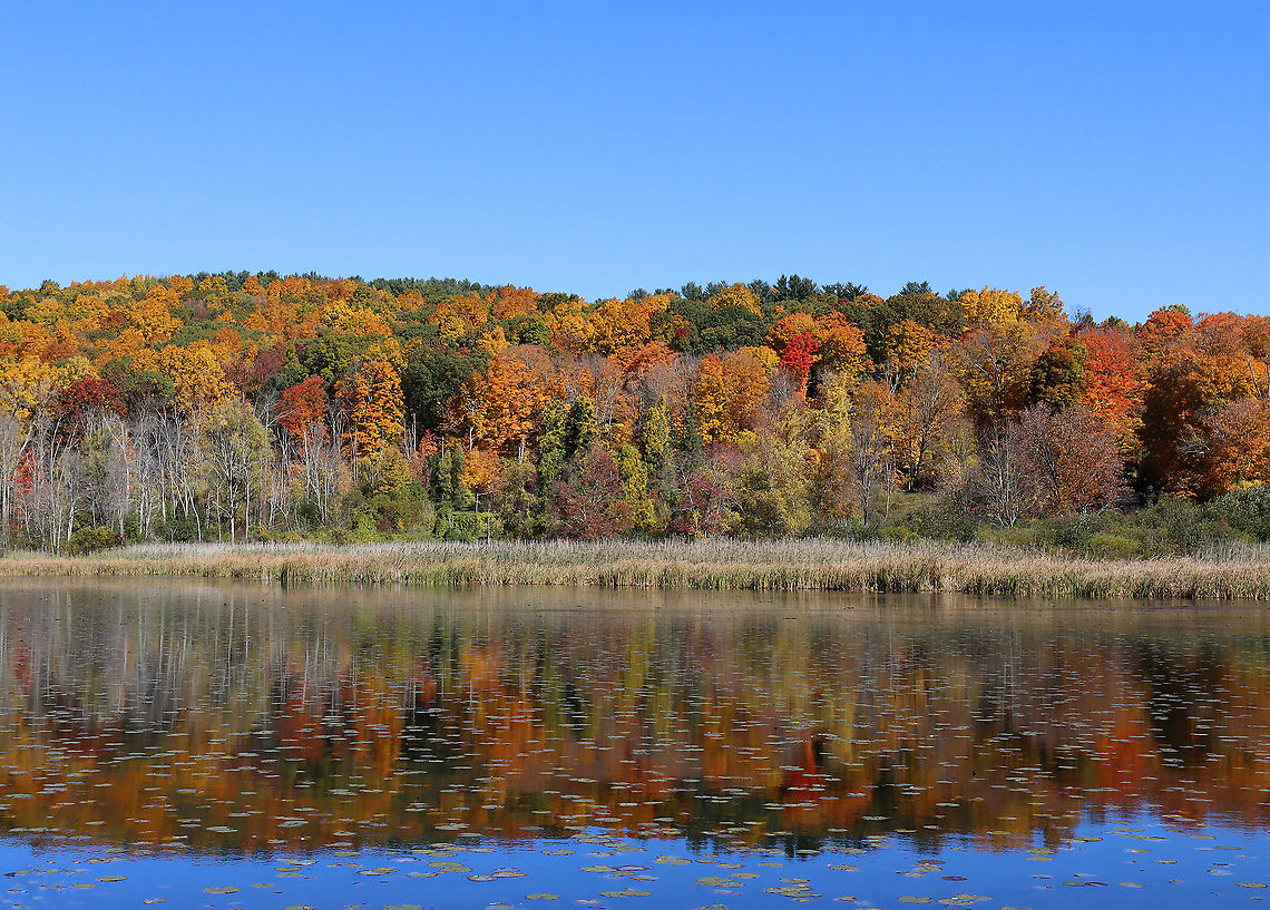 Autumn in Connecticut The foliage is mostly yellow/orange this year with very little red.<br />
<br />
Habitat: northwestern CT Fall,Geotagged,United States,autumn,fall foliage,foliage