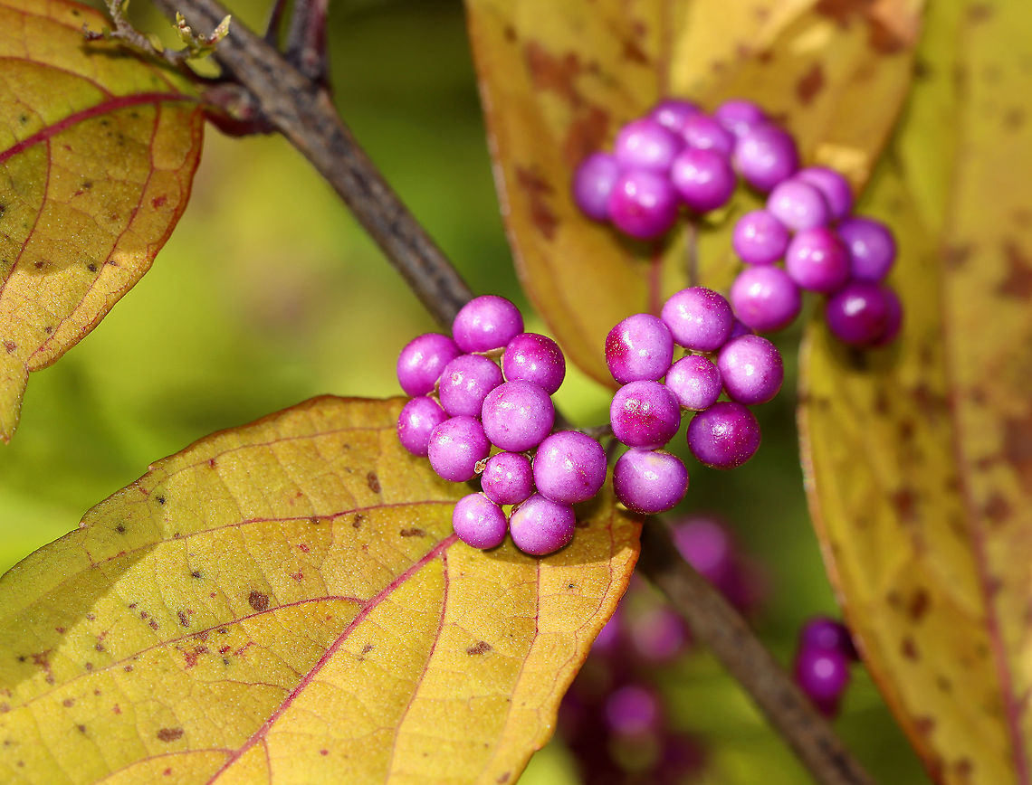 Purple Beautyberry - Callicarpa dichotoma Habitat: Growing along the edge of a meadow; it looked cultivated<br />
<figure class="photo"><a href="https://www.jungledragon.com/image/103153/purple_beautyberry_-_callicarpa_dichotoma.html" title="Purple Beautyberry - Callicarpa dichotoma"><img src="https://s3.amazonaws.com/media.jungledragon.com/images/3232/103153_thumb.jpg?AWSAccessKeyId=05GMT0V3GWVNE7GGM1R2&Expires=1759968010&Signature=kjoOpYnmbHo8pMOJQnS9FaYNjwU%3D" width="200" height="150" alt="Purple Beautyberry - Callicarpa dichotoma Habitat: Growing along the edge of a meadow; it looked cultivated<br />
https://www.jungledragon.com/image/103152/purple_beautyberry_-_callicarpa_dichotoma.html Callicarpa dichotoma,Fall,Geotagged,Purple Beautyberry,United States" /></a></figure> Callicarpa,Callicarpa dichotoma,Fall,Geotagged,United States,beautyberry,callicarpa dichotoma,early amethyst,purple beautyberry
