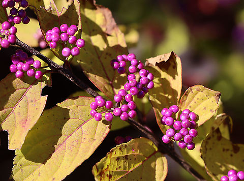 Purple Beautyberry - Callicarpa dichotoma Habitat: Growing along the edge of a meadow; it looked cultivated
https://www.jungledragon.com/image/103152/purple_beautyberry_-_callicarpa_dichotoma.html Callicarpa dichotoma,Fall,Geotagged,Purple Beautyberry,United States
