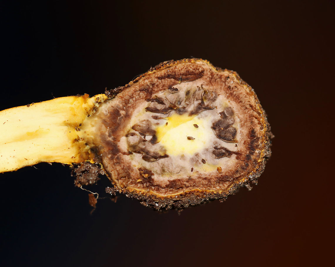 Tolypocladium sp. on an Elaphomyces sp. Truffle (Cross-section) Tolypocladium species parasitize Elaphomyces truffles.<br />
<br />
Habitat: Found growing on a truffle under a log in a mixed forest.<br />
<figure class="photo"><a href="https://www.jungledragon.com/image/103193/tolypocladium_sp._on_an_elaphomyces_sp._truffle_cross-section.html" title="Tolypocladium sp. on an Elaphomyces sp. Truffle (Cross-section)"><img src="https://s3.amazonaws.com/media.jungledragon.com/images/3232/103193_thumb.jpg?AWSAccessKeyId=05GMT0V3GWVNE7GGM1R2&Expires=1763596810&Signature=XGyijYmn0bGESqCWyrLd2P2e%2Bd8%3D" width="200" height="134" alt="Tolypocladium sp. on an Elaphomyces sp. Truffle (Cross-section) Tolypocladium species parasitize Elaphomyces truffles.<br />
<br />
Habitat: Found growing on a truffle under a log in a mixed forest.<br />
https://www.jungledragon.com/image/103149/tolypocladium_sp._on_elaphomyces_sp._truffle.html<br />
https://www.jungledragon.com/image/103195/tolypocladium_sp._on_an_elaphomyces_sp._truffle.html<br />
https://www.jungledragon.com/image/103194/tolypocladium_sp._on_an_elaphomyces_sp._truffle.html<br />
https://www.jungledragon.com/image/103192/tolypocladium_sp._on_an_elaphomyces_sp._truffle_cross-section.html<br />
https://www.jungledragon.com/image/103150/tolypocladium_sp._on_an_elaphomyces_sp._truffle.html Fall,Geotagged,United States" /></a></figure><br />
<figure class="photo"><a href="https://www.jungledragon.com/image/103150/tolypocladium_sp._on_an_elaphomyces_sp._truffle.html" title="Tolypocladium sp. on an Elaphomyces sp. Truffle"><img src="https://s3.amazonaws.com/media.jungledragon.com/images/3232/103150_thumb.jpg?AWSAccessKeyId=05GMT0V3GWVNE7GGM1R2&Expires=1763596810&Signature=PFs4OaelDRdI3ESqAn3VGBycM88%3D" width="118" height="152" alt="Tolypocladium sp. on an Elaphomyces sp. Truffle Tolypocladium species parasitize Elaphomyces truffles.<br />
<br />
Habitat: Found growing on a truffle under a log in a mixed forest.<br />
https://www.jungledragon.com/image/103149/tolypocladium_sp._on_elaphomyces_sp._truffle.html<br />
https://www.jungledragon.com/image/103192/tolypocladium_sp._on_an_elaphomyces_sp._truffle_cross-section.html<br />
https://www.jungledragon.com/image/103193/tolypocladium_sp._on_an_elaphomyces_sp._truffle_cross-section.html<br />
https://www.jungledragon.com/image/103194/tolypocladium_sp._on_an_elaphomyces_sp._truffle.html<br />
https://www.jungledragon.com/image/103195/tolypocladium_sp._on_an_elaphomyces_sp._truffle.html<br />
 Fall,Geotagged,United States" /></a></figure><br />
<figure class="photo"><a href="https://www.jungledragon.com/image/103194/tolypocladium_sp._on_an_elaphomyces_sp._truffle.html" title="Tolypocladium sp. on an Elaphomyces sp. Truffle"><img src="https://s3.amazonaws.com/media.jungledragon.com/images/3232/103194_thumb.jpg?AWSAccessKeyId=05GMT0V3GWVNE7GGM1R2&Expires=1763596810&Signature=7Ed%2Fi40m%2BiNGAHFlCrsxXq2cpLo%3D" width="200" height="156" alt="Tolypocladium sp. on an Elaphomyces sp. Truffle Tolypocladium species parasitize Elaphomyces truffles.<br />
<br />
Habitat: Found growing on a truffle under a log in a mixed forest.<br />
https://www.jungledragon.com/image/103149/tolypocladium_sp._on_elaphomyces_sp._truffle.html<br />
https://www.jungledragon.com/image/103195/tolypocladium_sp._on_an_elaphomyces_sp._truffle.html<br />
https://www.jungledragon.com/image/103193/tolypocladium_sp._on_an_elaphomyces_sp._truffle_cross-section.html<br />
https://www.jungledragon.com/image/103192/tolypocladium_sp._on_an_elaphomyces_sp._truffle_cross-section.html<br />
https://www.jungledragon.com/image/103150/tolypocladium_sp._on_an_elaphomyces_sp._truffle.html Fall,Geotagged,United States" /></a></figure><br />
<figure class="photo"><a href="https://www.jungledragon.com/image/103195/tolypocladium_sp._on_an_elaphomyces_sp._truffle.html" title="Tolypocladium sp. on an Elaphomyces sp. Truffle"><img src="https://s3.amazonaws.com/media.jungledragon.com/images/3232/103195_thumb.jpg?AWSAccessKeyId=05GMT0V3GWVNE7GGM1R2&Expires=1763596810&Signature=%2FjJJotVhYIu9Pk%2ByrplPbke1v0o%3D" width="136" height="152" alt="Tolypocladium sp. on an Elaphomyces sp. Truffle Tolypocladium species parasitize Elaphomyces truffles.<br />
<br />
Habitat: Found growing on a truffle under a log in a mixed forest.<br />
https://www.jungledragon.com/image/103149/tolypocladium_sp._on_elaphomyces_sp._truffle.html<br />
https://www.jungledragon.com/image/103194/tolypocladium_sp._on_an_elaphomyces_sp._truffle.html<br />
https://www.jungledragon.com/image/103193/tolypocladium_sp._on_an_elaphomyces_sp._truffle_cross-section.html<br />
https://www.jungledragon.com/image/103192/tolypocladium_sp._on_an_elaphomyces_sp._truffle_cross-section.html<br />
https://www.jungledragon.com/image/103150/tolypocladium_sp._on_an_elaphomyces_sp._truffle.html Fall,Geotagged,United States" /></a></figure><br />
<figure class="photo"><a href="https://www.jungledragon.com/image/103149/tolypocladium_sp._on_elaphomyces_sp._truffle.html" title="Tolypocladium sp. on Elaphomyces sp. truffle"><img src="https://s3.amazonaws.com/media.jungledragon.com/images/3232/103149_thumb.jpg?AWSAccessKeyId=05GMT0V3GWVNE7GGM1R2&Expires=1763596810&Signature=tW5lbZxQcCMvfmvciLoqW7woTh4%3D" width="200" height="158" alt="Tolypocladium sp. on Elaphomyces sp. truffle Tolypocladium species parasitize Elaphomyces truffles.<br />
<br />
Habitat: Found growing on a truffle under a log in a mixed forest.<br />
https://www.jungledragon.com/image/103150/tolypocladium_sp._on_an_elaphomyces_sp._truffle.html<br />
https://www.jungledragon.com/image/103194/tolypocladium_sp._on_an_elaphomyces_sp._truffle.html<br />
https://www.jungledragon.com/image/103195/tolypocladium_sp._on_an_elaphomyces_sp._truffle.html<br />
https://www.jungledragon.com/image/103193/tolypocladium_sp._on_an_elaphomyces_sp._truffle_cross-section.html<br />
https://www.jungledragon.com/image/103192/tolypocladium_sp._on_an_elaphomyces_sp._truffle_cross-section.html Elaphomyces,Fall,Geotagged,Tolypocladium,United States,fungus,mushroom,parasitic mushroom,truffle" /></a></figure> Fall,Geotagged,United States