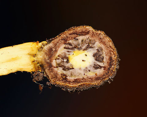 Tolypocladium sp. on an Elaphomyces sp. Truffle (Cross-section) Tolypocladium species parasitize Elaphomyces truffles.

Habitat: Found growing on a truffle under a log in a mixed forest.
https://www.jungledragon.com/image/103193/tolypocladium_sp._on_an_elaphomyces_sp._truffle_cross-section.html
https://www.jungledragon.com/image/103150/tolypocladium_sp._on_an_elaphomyces_sp._truffle.html
https://www.jungledragon.com/image/103194/tolypocladium_sp._on_an_elaphomyces_sp._truffle.html
https://www.jungledragon.com/image/103195/tolypocladium_sp._on_an_elaphomyces_sp._truffle.html
https://www.jungledragon.com/image/103149/tolypocladium_sp._on_elaphomyces_sp._truffle.html Fall,Geotagged,United States