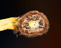 Tolypocladium sp. on an Elaphomyces sp. Truffle (Cross-section) Tolypocladium species parasitize Elaphomyces truffles.<br />
<br />
Habitat: Found growing on a truffle under a log in a mixed forest.<br />
https://www.jungledragon.com/image/103193/tolypocladium_sp._on_an_elaphomyces_sp._truffle_cross-section.html<br />
https://www.jungledragon.com/image/103150/tolypocladium_sp._on_an_elaphomyces_sp._truffle.html<br />
https://www.jungledragon.com/image/103194/tolypocladium_sp._on_an_elaphomyces_sp._truffle.html<br />
https://www.jungledragon.com/image/103195/tolypocladium_sp._on_an_elaphomyces_sp._truffle.html<br />
https://www.jungledragon.com/image/103149/tolypocladium_sp._on_elaphomyces_sp._truffle.html Fall,Geotagged,United States