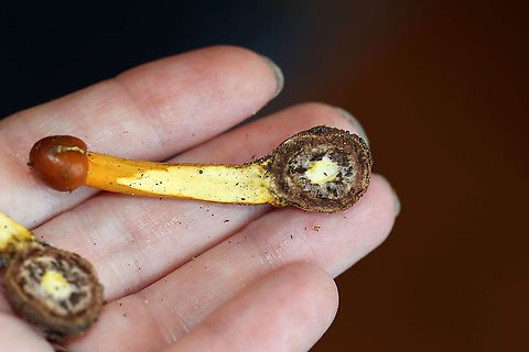 Tolypocladium sp. on an Elaphomyces sp. Truffle (Cross-section) Tolypocladium species parasitize Elaphomyces truffles.

Habitat: Found growing on a truffle under a log in a mixed forest.
https://www.jungledragon.com/image/103149/tolypocladium_sp._on_elaphomyces_sp._truffle.html
https://www.jungledragon.com/image/103195/tolypocladium_sp._on_an_elaphomyces_sp._truffle.html
https://www.jungledragon.com/image/103194/tolypocladium_sp._on_an_elaphomyces_sp._truffle.html
https://www.jungledragon.com/image/103192/tolypocladium_sp._on_an_elaphomyces_sp._truffle_cross-section.html
https://www.jungledragon.com/image/103150/tolypocladium_sp._on_an_elaphomyces_sp._truffle.html Fall,Geotagged,United States