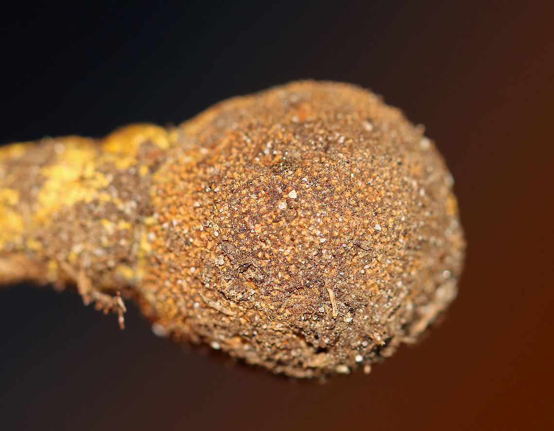 Tolypocladium sp. on an Elaphomyces sp. Truffle Tolypocladium species parasitize Elaphomyces truffles.<br />
<br />
Habitat: Found growing on a truffle under a log in a mixed forest.<br />
<figure class="photo"><a href="https://www.jungledragon.com/image/103149/tolypocladium_sp._on_elaphomyces_sp._truffle.html" title="Tolypocladium sp. on Elaphomyces sp. truffle"><img src="https://s3.amazonaws.com/media.jungledragon.com/images/3232/103149_thumb.jpg?AWSAccessKeyId=05GMT0V3GWVNE7GGM1R2&Expires=1769040010&Signature=yGRjMRCfSBGzUMMsij0SETly4Lc%3D" width="200" height="158" alt="Tolypocladium sp. on Elaphomyces sp. truffle Tolypocladium species parasitize Elaphomyces truffles.<br />
<br />
Habitat: Found growing on a truffle under a log in a mixed forest.<br />
https://www.jungledragon.com/image/103150/tolypocladium_sp._on_an_elaphomyces_sp._truffle.html<br />
https://www.jungledragon.com/image/103194/tolypocladium_sp._on_an_elaphomyces_sp._truffle.html<br />
https://www.jungledragon.com/image/103195/tolypocladium_sp._on_an_elaphomyces_sp._truffle.html<br />
https://www.jungledragon.com/image/103193/tolypocladium_sp._on_an_elaphomyces_sp._truffle_cross-section.html<br />
https://www.jungledragon.com/image/103192/tolypocladium_sp._on_an_elaphomyces_sp._truffle_cross-section.html Elaphomyces,Fall,Geotagged,Tolypocladium,United States,fungus,mushroom,parasitic mushroom,truffle" /></a></figure><br />
<figure class="photo"><a href="https://www.jungledragon.com/image/103195/tolypocladium_sp._on_an_elaphomyces_sp._truffle.html" title="Tolypocladium sp. on an Elaphomyces sp. Truffle"><img src="https://s3.amazonaws.com/media.jungledragon.com/images/3232/103195_thumb.jpg?AWSAccessKeyId=05GMT0V3GWVNE7GGM1R2&Expires=1769040010&Signature=lrJXI7HLtVUdl2oXpfRyh3UbMHg%3D" width="136" height="152" alt="Tolypocladium sp. on an Elaphomyces sp. Truffle Tolypocladium species parasitize Elaphomyces truffles.<br />
<br />
Habitat: Found growing on a truffle under a log in a mixed forest.<br />
https://www.jungledragon.com/image/103149/tolypocladium_sp._on_elaphomyces_sp._truffle.html<br />
https://www.jungledragon.com/image/103194/tolypocladium_sp._on_an_elaphomyces_sp._truffle.html<br />
https://www.jungledragon.com/image/103193/tolypocladium_sp._on_an_elaphomyces_sp._truffle_cross-section.html<br />
https://www.jungledragon.com/image/103192/tolypocladium_sp._on_an_elaphomyces_sp._truffle_cross-section.html<br />
https://www.jungledragon.com/image/103150/tolypocladium_sp._on_an_elaphomyces_sp._truffle.html Fall,Geotagged,United States" /></a></figure><br />
<figure class="photo"><a href="https://www.jungledragon.com/image/103193/tolypocladium_sp._on_an_elaphomyces_sp._truffle_cross-section.html" title="Tolypocladium sp. on an Elaphomyces sp. Truffle (Cross-section)"><img src="https://s3.amazonaws.com/media.jungledragon.com/images/3232/103193_thumb.jpg?AWSAccessKeyId=05GMT0V3GWVNE7GGM1R2&Expires=1769040010&Signature=Xvw3dPsPw03Wqgmauy1l2%2BbfrPw%3D" width="200" height="134" alt="Tolypocladium sp. on an Elaphomyces sp. Truffle (Cross-section) Tolypocladium species parasitize Elaphomyces truffles.<br />
<br />
Habitat: Found growing on a truffle under a log in a mixed forest.<br />
https://www.jungledragon.com/image/103149/tolypocladium_sp._on_elaphomyces_sp._truffle.html<br />
https://www.jungledragon.com/image/103195/tolypocladium_sp._on_an_elaphomyces_sp._truffle.html<br />
https://www.jungledragon.com/image/103194/tolypocladium_sp._on_an_elaphomyces_sp._truffle.html<br />
https://www.jungledragon.com/image/103192/tolypocladium_sp._on_an_elaphomyces_sp._truffle_cross-section.html<br />
https://www.jungledragon.com/image/103150/tolypocladium_sp._on_an_elaphomyces_sp._truffle.html Fall,Geotagged,United States" /></a></figure><br />
<figure class="photo"><a href="https://www.jungledragon.com/image/103192/tolypocladium_sp._on_an_elaphomyces_sp._truffle_cross-section.html" title="Tolypocladium sp. on an Elaphomyces sp. Truffle (Cross-section)"><img src="https://s3.amazonaws.com/media.jungledragon.com/images/3232/103192_thumb.jpg?AWSAccessKeyId=05GMT0V3GWVNE7GGM1R2&Expires=1769040010&Signature=ue%2FO0GPUPKG4UIDjbotg9utZP74%3D" width="200" height="160" alt="Tolypocladium sp. on an Elaphomyces sp. Truffle (Cross-section) Tolypocladium species parasitize Elaphomyces truffles.<br />
<br />
Habitat: Found growing on a truffle under a log in a mixed forest.<br />
https://www.jungledragon.com/image/103193/tolypocladium_sp._on_an_elaphomyces_sp._truffle_cross-section.html<br />
https://www.jungledragon.com/image/103150/tolypocladium_sp._on_an_elaphomyces_sp._truffle.html<br />
https://www.jungledragon.com/image/103194/tolypocladium_sp._on_an_elaphomyces_sp._truffle.html<br />
https://www.jungledragon.com/image/103195/tolypocladium_sp._on_an_elaphomyces_sp._truffle.html<br />
https://www.jungledragon.com/image/103149/tolypocladium_sp._on_elaphomyces_sp._truffle.html Fall,Geotagged,United States" /></a></figure><br />
<figure class="photo"><a href="https://www.jungledragon.com/image/103150/tolypocladium_sp._on_an_elaphomyces_sp._truffle.html" title="Tolypocladium sp. on an Elaphomyces sp. Truffle"><img src="https://s3.amazonaws.com/media.jungledragon.com/images/3232/103150_thumb.jpg?AWSAccessKeyId=05GMT0V3GWVNE7GGM1R2&Expires=1769040010&Signature=NyAXJrz7Io8OpSjJlu7qP2IWMfQ%3D" width="118" height="152" alt="Tolypocladium sp. on an Elaphomyces sp. Truffle Tolypocladium species parasitize Elaphomyces truffles.<br />
<br />
Habitat: Found growing on a truffle under a log in a mixed forest.<br />
https://www.jungledragon.com/image/103149/tolypocladium_sp._on_elaphomyces_sp._truffle.html<br />
https://www.jungledragon.com/image/103192/tolypocladium_sp._on_an_elaphomyces_sp._truffle_cross-section.html<br />
https://www.jungledragon.com/image/103193/tolypocladium_sp._on_an_elaphomyces_sp._truffle_cross-section.html<br />
https://www.jungledragon.com/image/103194/tolypocladium_sp._on_an_elaphomyces_sp._truffle.html<br />
https://www.jungledragon.com/image/103195/tolypocladium_sp._on_an_elaphomyces_sp._truffle.html<br />
 Fall,Geotagged,United States" /></a></figure> Fall,Geotagged,United States