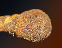 Tolypocladium sp. on an Elaphomyces sp. Truffle Tolypocladium species parasitize Elaphomyces truffles.<br />
<br />
Habitat: Found growing on a truffle under a log in a mixed forest.<br />
https://www.jungledragon.com/image/103149/tolypocladium_sp._on_elaphomyces_sp._truffle.html<br />
https://www.jungledragon.com/image/103195/tolypocladium_sp._on_an_elaphomyces_sp._truffle.html<br />
https://www.jungledragon.com/image/103193/tolypocladium_sp._on_an_elaphomyces_sp._truffle_cross-section.html<br />
https://www.jungledragon.com/image/103192/tolypocladium_sp._on_an_elaphomyces_sp._truffle_cross-section.html<br />
https://www.jungledragon.com/image/103150/tolypocladium_sp._on_an_elaphomyces_sp._truffle.html Fall,Geotagged,United States