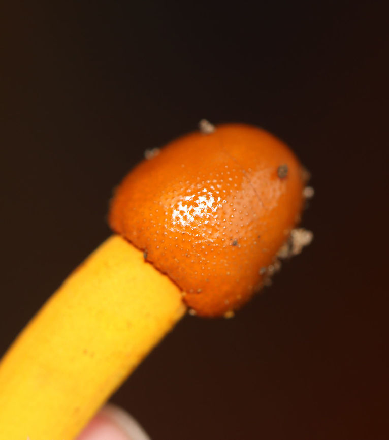 Tolypocladium sp. on an Elaphomyces sp. Truffle Tolypocladium species parasitize Elaphomyces truffles.<br />
<br />
Habitat: Found growing on a truffle under a log in a mixed forest.<br />
<figure class="photo"><a href="https://www.jungledragon.com/image/103149/tolypocladium_sp._on_elaphomyces_sp._truffle.html" title="Tolypocladium sp. on Elaphomyces sp. truffle"><img src="https://s3.amazonaws.com/media.jungledragon.com/images/3232/103149_thumb.jpg?AWSAccessKeyId=05GMT0V3GWVNE7GGM1R2&Expires=1763596810&Signature=tW5lbZxQcCMvfmvciLoqW7woTh4%3D" width="200" height="158" alt="Tolypocladium sp. on Elaphomyces sp. truffle Tolypocladium species parasitize Elaphomyces truffles.<br />
<br />
Habitat: Found growing on a truffle under a log in a mixed forest.<br />
https://www.jungledragon.com/image/103150/tolypocladium_sp._on_an_elaphomyces_sp._truffle.html<br />
https://www.jungledragon.com/image/103194/tolypocladium_sp._on_an_elaphomyces_sp._truffle.html<br />
https://www.jungledragon.com/image/103195/tolypocladium_sp._on_an_elaphomyces_sp._truffle.html<br />
https://www.jungledragon.com/image/103193/tolypocladium_sp._on_an_elaphomyces_sp._truffle_cross-section.html<br />
https://www.jungledragon.com/image/103192/tolypocladium_sp._on_an_elaphomyces_sp._truffle_cross-section.html Elaphomyces,Fall,Geotagged,Tolypocladium,United States,fungus,mushroom,parasitic mushroom,truffle" /></a></figure><br />
<figure class="photo"><a href="https://www.jungledragon.com/image/103194/tolypocladium_sp._on_an_elaphomyces_sp._truffle.html" title="Tolypocladium sp. on an Elaphomyces sp. Truffle"><img src="https://s3.amazonaws.com/media.jungledragon.com/images/3232/103194_thumb.jpg?AWSAccessKeyId=05GMT0V3GWVNE7GGM1R2&Expires=1763596810&Signature=7Ed%2Fi40m%2BiNGAHFlCrsxXq2cpLo%3D" width="200" height="156" alt="Tolypocladium sp. on an Elaphomyces sp. Truffle Tolypocladium species parasitize Elaphomyces truffles.<br />
<br />
Habitat: Found growing on a truffle under a log in a mixed forest.<br />
https://www.jungledragon.com/image/103149/tolypocladium_sp._on_elaphomyces_sp._truffle.html<br />
https://www.jungledragon.com/image/103195/tolypocladium_sp._on_an_elaphomyces_sp._truffle.html<br />
https://www.jungledragon.com/image/103193/tolypocladium_sp._on_an_elaphomyces_sp._truffle_cross-section.html<br />
https://www.jungledragon.com/image/103192/tolypocladium_sp._on_an_elaphomyces_sp._truffle_cross-section.html<br />
https://www.jungledragon.com/image/103150/tolypocladium_sp._on_an_elaphomyces_sp._truffle.html Fall,Geotagged,United States" /></a></figure><br />
<figure class="photo"><a href="https://www.jungledragon.com/image/103193/tolypocladium_sp._on_an_elaphomyces_sp._truffle_cross-section.html" title="Tolypocladium sp. on an Elaphomyces sp. Truffle (Cross-section)"><img src="https://s3.amazonaws.com/media.jungledragon.com/images/3232/103193_thumb.jpg?AWSAccessKeyId=05GMT0V3GWVNE7GGM1R2&Expires=1763596810&Signature=XGyijYmn0bGESqCWyrLd2P2e%2Bd8%3D" width="200" height="134" alt="Tolypocladium sp. on an Elaphomyces sp. Truffle (Cross-section) Tolypocladium species parasitize Elaphomyces truffles.<br />
<br />
Habitat: Found growing on a truffle under a log in a mixed forest.<br />
https://www.jungledragon.com/image/103149/tolypocladium_sp._on_elaphomyces_sp._truffle.html<br />
https://www.jungledragon.com/image/103195/tolypocladium_sp._on_an_elaphomyces_sp._truffle.html<br />
https://www.jungledragon.com/image/103194/tolypocladium_sp._on_an_elaphomyces_sp._truffle.html<br />
https://www.jungledragon.com/image/103192/tolypocladium_sp._on_an_elaphomyces_sp._truffle_cross-section.html<br />
https://www.jungledragon.com/image/103150/tolypocladium_sp._on_an_elaphomyces_sp._truffle.html Fall,Geotagged,United States" /></a></figure><br />
<figure class="photo"><a href="https://www.jungledragon.com/image/103192/tolypocladium_sp._on_an_elaphomyces_sp._truffle_cross-section.html" title="Tolypocladium sp. on an Elaphomyces sp. Truffle (Cross-section)"><img src="https://s3.amazonaws.com/media.jungledragon.com/images/3232/103192_thumb.jpg?AWSAccessKeyId=05GMT0V3GWVNE7GGM1R2&Expires=1763596810&Signature=JnZSOqwSMr4pOS5JT54HCIxrRxI%3D" width="200" height="160" alt="Tolypocladium sp. on an Elaphomyces sp. Truffle (Cross-section) Tolypocladium species parasitize Elaphomyces truffles.<br />
<br />
Habitat: Found growing on a truffle under a log in a mixed forest.<br />
https://www.jungledragon.com/image/103193/tolypocladium_sp._on_an_elaphomyces_sp._truffle_cross-section.html<br />
https://www.jungledragon.com/image/103150/tolypocladium_sp._on_an_elaphomyces_sp._truffle.html<br />
https://www.jungledragon.com/image/103194/tolypocladium_sp._on_an_elaphomyces_sp._truffle.html<br />
https://www.jungledragon.com/image/103195/tolypocladium_sp._on_an_elaphomyces_sp._truffle.html<br />
https://www.jungledragon.com/image/103149/tolypocladium_sp._on_elaphomyces_sp._truffle.html Fall,Geotagged,United States" /></a></figure><br />
<figure class="photo"><a href="https://www.jungledragon.com/image/103150/tolypocladium_sp._on_an_elaphomyces_sp._truffle.html" title="Tolypocladium sp. on an Elaphomyces sp. Truffle"><img src="https://s3.amazonaws.com/media.jungledragon.com/images/3232/103150_thumb.jpg?AWSAccessKeyId=05GMT0V3GWVNE7GGM1R2&Expires=1763596810&Signature=PFs4OaelDRdI3ESqAn3VGBycM88%3D" width="118" height="152" alt="Tolypocladium sp. on an Elaphomyces sp. Truffle Tolypocladium species parasitize Elaphomyces truffles.<br />
<br />
Habitat: Found growing on a truffle under a log in a mixed forest.<br />
https://www.jungledragon.com/image/103149/tolypocladium_sp._on_elaphomyces_sp._truffle.html<br />
https://www.jungledragon.com/image/103192/tolypocladium_sp._on_an_elaphomyces_sp._truffle_cross-section.html<br />
https://www.jungledragon.com/image/103193/tolypocladium_sp._on_an_elaphomyces_sp._truffle_cross-section.html<br />
https://www.jungledragon.com/image/103194/tolypocladium_sp._on_an_elaphomyces_sp._truffle.html<br />
https://www.jungledragon.com/image/103195/tolypocladium_sp._on_an_elaphomyces_sp._truffle.html<br />
 Fall,Geotagged,United States" /></a></figure> Fall,Geotagged,United States