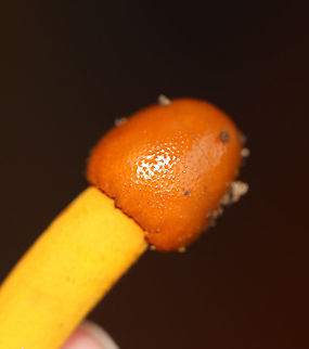 Tolypocladium sp. on an Elaphomyces sp. Truffle Tolypocladium species parasitize Elaphomyces truffles.

Habitat: Found growing on a truffle under a log in a mixed forest.
https://www.jungledragon.com/image/103149/tolypocladium_sp._on_elaphomyces_sp._truffle.html
https://www.jungledragon.com/image/103194/tolypocladium_sp._on_an_elaphomyces_sp._truffle.html
https://www.jungledragon.com/image/103193/tolypocladium_sp._on_an_elaphomyces_sp._truffle_cross-section.html
https://www.jungledragon.com/image/103192/tolypocladium_sp._on_an_elaphomyces_sp._truffle_cross-section.html
https://www.jungledragon.com/image/103150/tolypocladium_sp._on_an_elaphomyces_sp._truffle.html Fall,Geotagged,United States