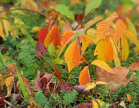 Poison Ivy - Toxicodendron radicans Even poison ivy has autumn colors. 

Habitat: Meadow's edge Fall,Geotagged,Poison ivy,Toxicodendron,Toxicodendron radicans,United States