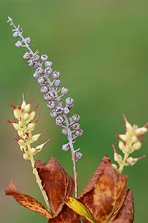 Pepperbush - Clethra sp. Maybe Clethra alnifolia?

Habitat: Rural garden Clethra,Clethra alnifolia,Fall,Geotagged,United States,pepperbush