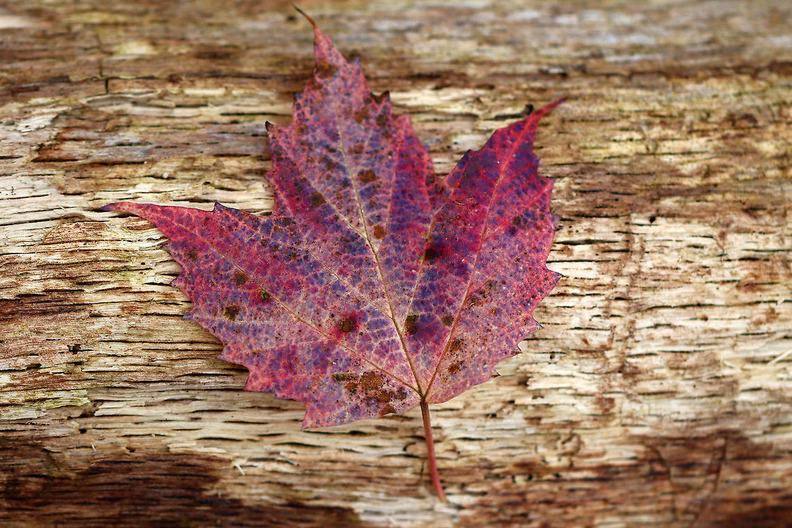 Maple-leaf Viburnum - Viburnum acerifolium The leaves varied between pale pink and bright pinkish purple. The plants had clusters of blue berries.<br />
<br />
Habitat: Deciduous forest<br />
<figure class="photo"><a href="https://www.jungledragon.com/image/103422/maple-leaf_viburnum_-_viburnum_acerifolium.html" title="Maple-leaf Viburnum - Viburnum acerifolium"><img src="https://s3.amazonaws.com/media.jungledragon.com/images/3232/103422_thumb.jpg?AWSAccessKeyId=05GMT0V3GWVNE7GGM1R2&Expires=1769040010&Signature=3G1z%2BbT2JKRcIaNI73h6AUBf9YA%3D" width="200" height="146" alt="Maple-leaf Viburnum - Viburnum acerifolium The leaves varied between pale pink and bright pinkish purple. The plants had clusters of blue berries.<br />
<br />
Habitat: Deciduous forest<br />
https://www.jungledragon.com/image/103421/maple-leaf_viburnum_-_viburnum_acerifolium.html Fall,Geotagged,Maple-leaf Viburnum,United States,Viburnum acerifolium" /></a></figure> Fall,Geotagged,Maple-leaf Viburnum,United States,Viburnum,Viburnum acerifolium