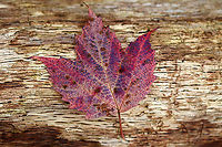 Maple-leaf Viburnum - Viburnum acerifolium The leaves varied between pale pink and bright pinkish purple. The plants had clusters of blue berries.<br />
<br />
Habitat: Deciduous forest<br />
https://www.jungledragon.com/image/103422/maple-leaf_viburnum_-_viburnum_acerifolium.html Fall,Geotagged,Maple-leaf Viburnum,United States,Viburnum,Viburnum acerifolium
