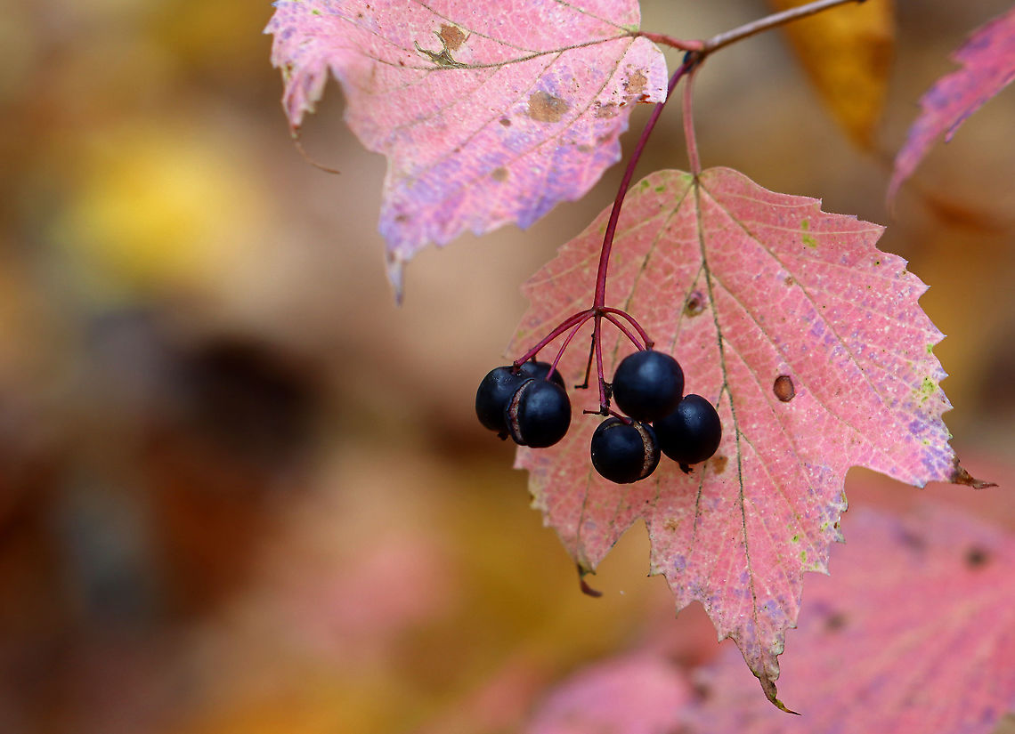 Maple-leaf Viburnum - Viburnum acerifolium The leaves varied between pale pink and bright pinkish purple. The plants had clusters of blue berries.<br />
<br />
Habitat: Deciduous forest<br />
<figure class="photo"><a href="https://www.jungledragon.com/image/103421/maple-leaf_viburnum_-_viburnum_acerifolium.html" title="Maple-leaf Viburnum - Viburnum acerifolium"><img src="https://s3.amazonaws.com/media.jungledragon.com/images/3232/103421_thumb.jpg?AWSAccessKeyId=05GMT0V3GWVNE7GGM1R2&Expires=1769040010&Signature=uaDvMrPC63xYbXuy0KUEe1H93o4%3D" width="200" height="134" alt="Maple-leaf Viburnum - Viburnum acerifolium The leaves varied between pale pink and bright pinkish purple. The plants had clusters of blue berries.<br />
<br />
Habitat: Deciduous forest<br />
https://www.jungledragon.com/image/103422/maple-leaf_viburnum_-_viburnum_acerifolium.html Fall,Geotagged,Maple-leaf Viburnum,United States,Viburnum,Viburnum acerifolium" /></a></figure> Fall,Geotagged,Maple-leaf Viburnum,United States,Viburnum acerifolium