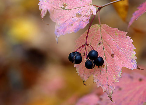 Maple-leaf Viburnum - Viburnum acerifolium The leaves varied between pale pink and bright pinkish purple. The plants had clusters of blue berries.

Habitat: Deciduous forest
https://www.jungledragon.com/image/103421/maple-leaf_viburnum_-_viburnum_acerifolium.html Fall,Geotagged,Maple-leaf Viburnum,United States,Viburnum acerifolium
