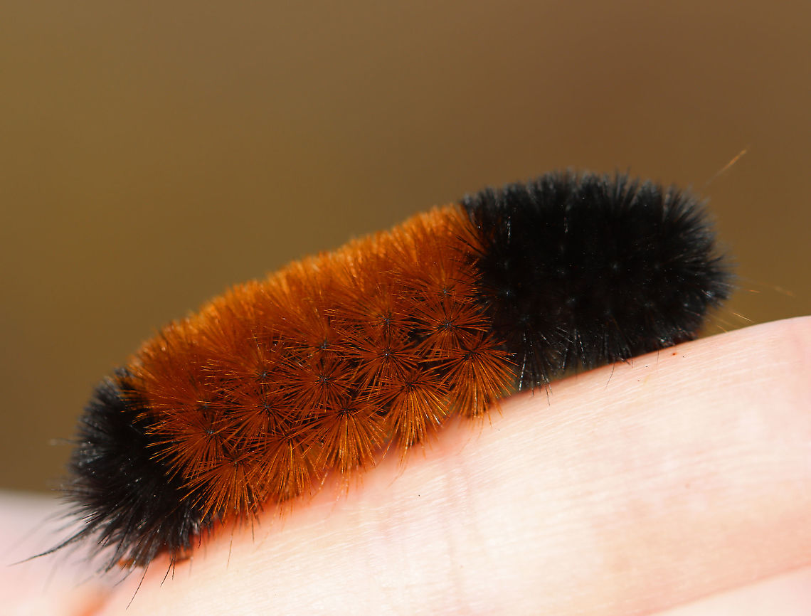 Banded Woolly Bear - Pyrrharctia isabella Fuzzy, reddish brown caterpillar with a black anterior end. Usually, they have black posterior and anterior bands, but the colors change as they molt to successive instars, and they become more reddish brown with age. The woolly bear's setae are not urticating, so they do not usually cause irritation or injury from being handled. However, their setae may cause dermatitis in some susceptible people.<br />
<br />
Habitat: Meadow Banded woolly bear,Fall,Geotagged,Pyrrharctia,Pyrrharctia isabella,United States,caterpillar