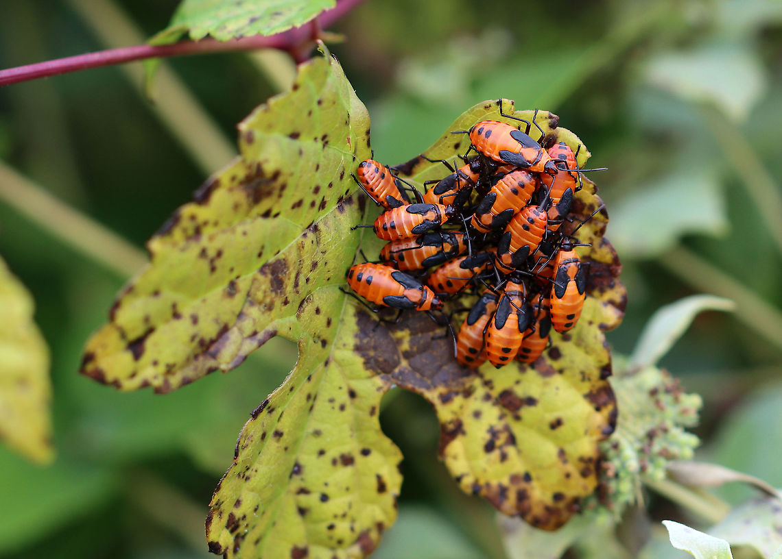 Milkweed Bugs - Oncopeltus fasciatus The milkweed is mostly gone, but I&#039;m still finding clusters of milkweed bugs on remaining milkweed pods, in addition to other plants. <br />
<br />
Habitat: Meadow edge Fall,Geotagged,Large milkweed bug,Oncopeltus,Oncopeltus fasciatus,United States,bugs,milkweed bugs