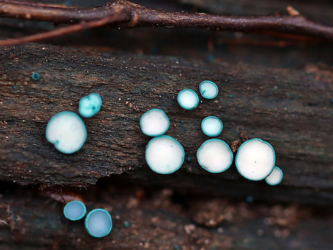 Turquoise Elfcup - Chlorciboria aeruginosa Blue-green fungi that have a cup-shaped fruiting body with a tiny, central stem. The fruiting body becomes flattened with age. They ranged in size from 1-3 mm wide. The cups on most of these had lost their blue color. 

Habitat: Rotting wood in a mixed forest

Found on the same piece of wood as these:
https://www.jungledragon.com/image/103645/turquoise_elfcup_-_chlorciboria_aeruginosa.html
 Chlorociboria,Chlorociboria aeruginosa,Fall,Geotagged,Turquoise Elfcup,United States,elfcups