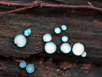 Turquoise Elfcup - Chlorciboria aeruginosa Blue-green fungi that have a cup-shaped fruiting body with a tiny, central stem. The fruiting body becomes flattened with age. They ranged in size from 1-3 mm wide. The cups on most of these had lost their blue color. <br />
<br />
Habitat: Rotting wood in a mixed forest<br />
<br />
Found on the same piece of wood as these:<br />
https://www.jungledragon.com/image/103645/turquoise_elfcup_-_chlorciboria_aeruginosa.html<br />
 Chlorociboria,Chlorociboria aeruginosa,Fall,Geotagged,Turquoise Elfcup,United States,elfcups