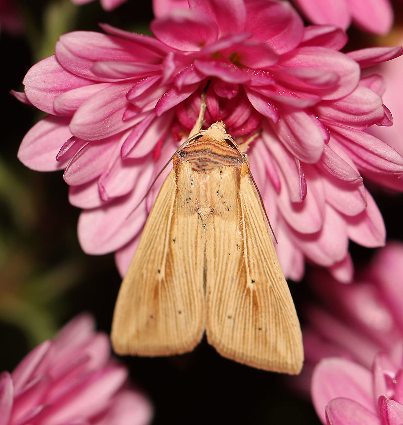 Adjutant Wainscot - Leucania adjuta Habitat: Attracted to a 395 nm light at night in a rural area. It liked my Mums.<br />
<br />
2020(201)<br />
<br />
 Adjutant Wainscot,Fall,Geotagged,Leucania,Leucania adjuta,United States,moth,wainscot