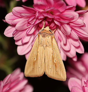 Adjutant Wainscot - Leucania adjuta Habitat: Attracted to a 395 nm light at night in a rural area. It liked my Mums.

2020(201)

 Adjutant Wainscot,Fall,Geotagged,Leucania,Leucania adjuta,United States,moth,wainscot