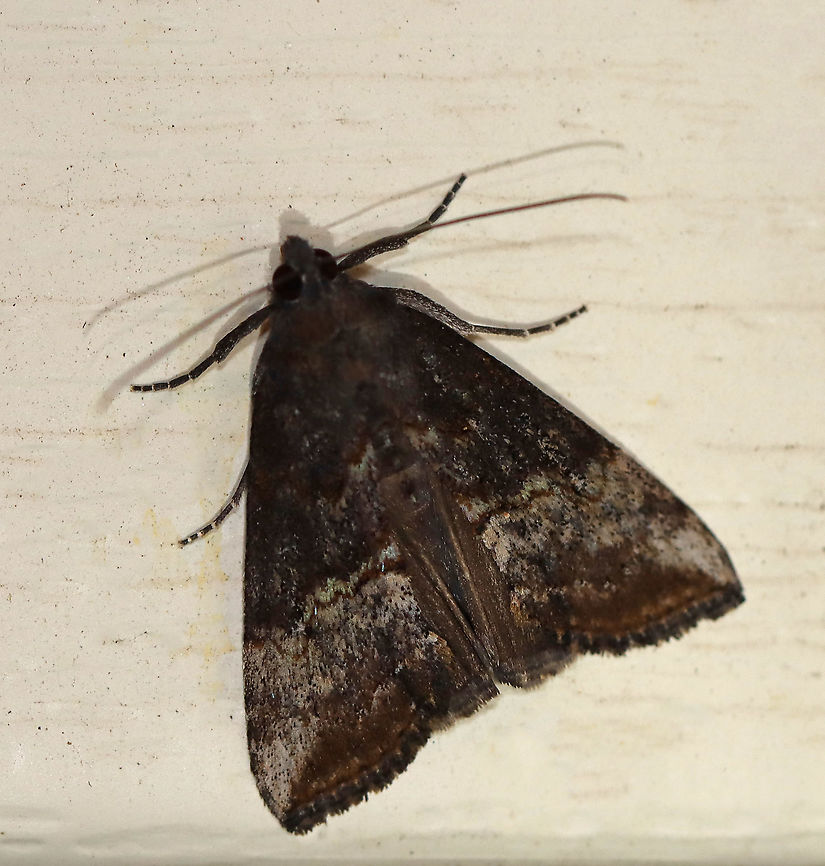 Green Cloverworm Moth - Hypena scabra *ID is tentative*<br />
<br />
Habitat: Attracted to a 395 nm LED light at night in a semi-rural area.<br />
<br />
2020(d) Fall,Geotagged,Green Cloverworm,Hypena,Hypena scabra,United States,moth