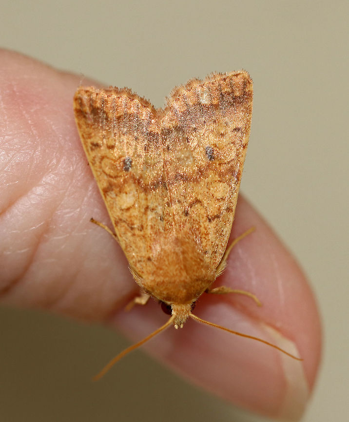 Bicolored Sallow - Agrochola bicolorago Total length: ~20 mm. Orange forewings with wavy lines bordered with purplish bands. Scalloped postmedial line is accented with black dots along the veins. Reniform spot has a black dot in the inner half.<br />
<br />
Habitat: Attracted to a 395 nm light in a semi-rural area. I&#039;ve seen several at my light each night for the past couple days.<br />
<br />
2020(202)<br />
<figure class="photo"><a href="https://www.jungledragon.com/image/103432/bicolored_sallow_-_agrochola_bicolorago.html" title="Bicolored Sallow - Agrochola bicolorago"><img src="https://s3.amazonaws.com/media.jungledragon.com/images/3232/103432_thumb.jpg?AWSAccessKeyId=05GMT0V3GWVNE7GGM1R2&Expires=1759968010&Signature=yGfXvwP735Oe5%2B2wL1S2cV2Hcvk%3D" width="200" height="174" alt="Bicolored Sallow - Agrochola bicolorago Total length: ~20 mm. Orange forewings with wavy lines bordered with purplish bands. Scalloped postmedial line is accented with black dots along the veins. Reniform spot has a black dot in the inner half.<br />
<br />
Habitat: Attracted to a 395 nm light in a semi-rural area. I&#039;ve seen several at my light each night for the past couple days.<br />
<br />
2020(202)<br />
https://www.jungledragon.com/image/103431/bicolored_sallow_-_agrochola_bicolorago.html Agrochola bicolorago,Fall,Geotagged,Moth,Shield-backed Cutworm,United States" /></a></figure> Agrochola bicolorago,Fall,Geotagged,Shield-backed Cutworm,United States,cutworm,moth