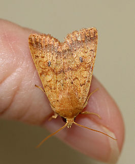 Bicolored Sallow - Agrochola bicolorago Total length: ~20 mm. Orange forewings with wavy lines bordered with purplish bands. Scalloped postmedial line is accented with black dots along the veins. Reniform spot has a black dot in the inner half.

Habitat: Attracted to a 395 nm light in a semi-rural area. I've seen several at my light each night for the past couple days.

2020(202)
https://www.jungledragon.com/image/103432/bicolored_sallow_-_agrochola_bicolorago.html Agrochola bicolorago,Fall,Geotagged,Shield-backed Cutworm,United States,cutworm,moth