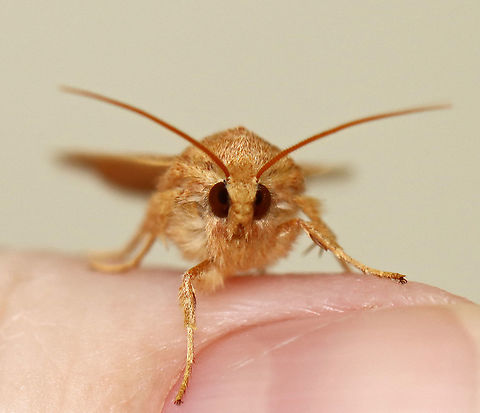 Bicolored Sallow - Agrochola bicolorago Total length: ~20 mm. Orange forewings with wavy lines bordered with purplish bands. Scalloped postmedial line is accented with black dots along the veins. Reniform spot has a black dot in the inner half.

Habitat: Attracted to a 395 nm light in a semi-rural area. I've seen several at my light each night for the past couple days.

2020(202)
https://www.jungledragon.com/image/103431/bicolored_sallow_-_agrochola_bicolorago.html Agrochola bicolorago,Fall,Geotagged,Moth,Shield-backed Cutworm,United States