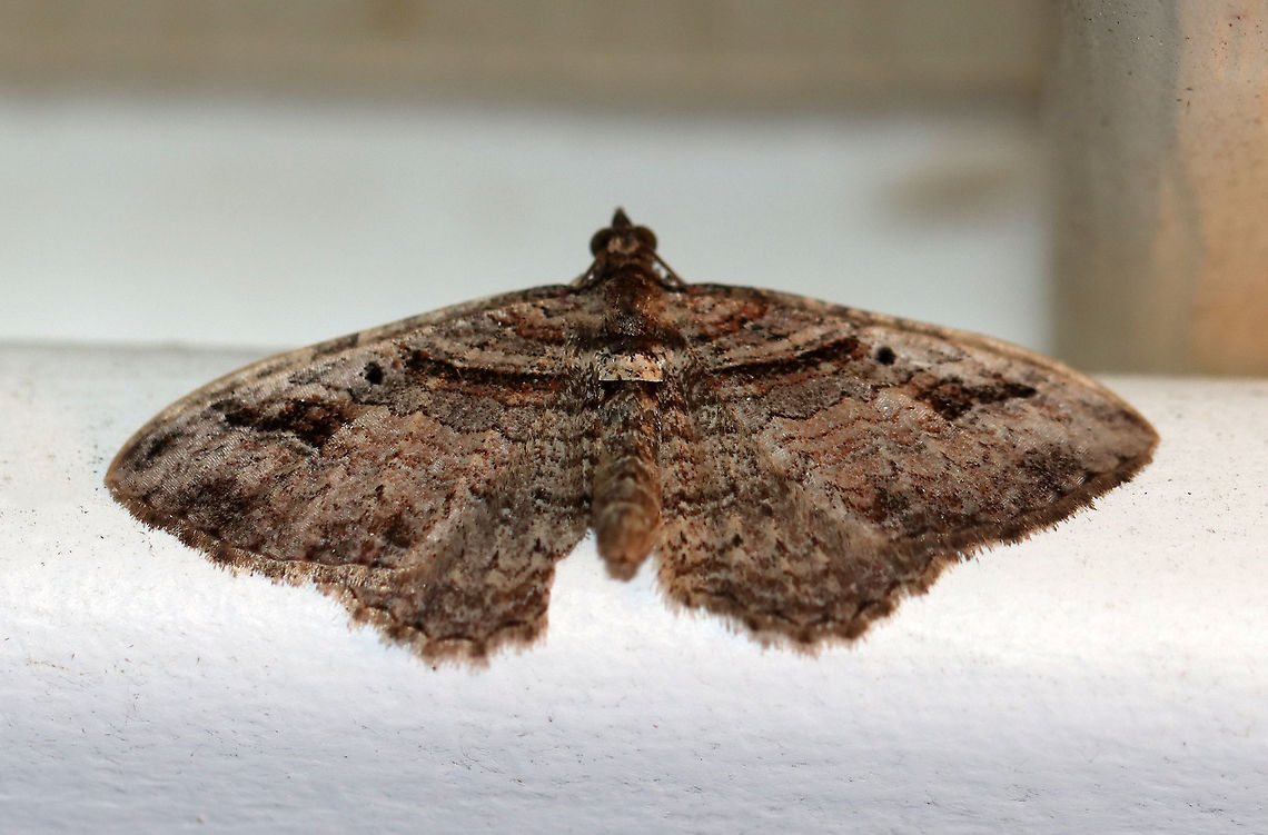 Bent-line Carpet Moth - Costaconvexa centrostrigaria Brown moth with an approximately 2 cm wingspan. The antemedial and postmedial lines form dark brown bands. The postmedial line ends midway across the wing. All four wings have small, black discal spots.<br />
<br />
Habitat: Attracted to a 395 nm LED light<br />
<br />
2020(203) Bent-line Carpet Moth,Costaconvexa,Costaconvexa centrostrigaria,Fall,Geotagged,United States,carpet moth,moth