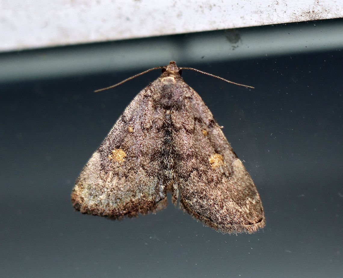 Common Idia - Idia aemula TL: ~12 mm. FW is grayish brown and peppered with darker scales. Lines are heaviest near costa. Orbicular and reniform spots are yellow. Pale yellow ST line. Hosts: Dead leaves and coniferous foliage. Status: common.<br />
<br />
Habitat: Attracted to a 395 nm LED light in a rural area<br />
<br />
2020(d) Common Idia,Fall,Geotagged,Idia,Idia aemula,United States,moth