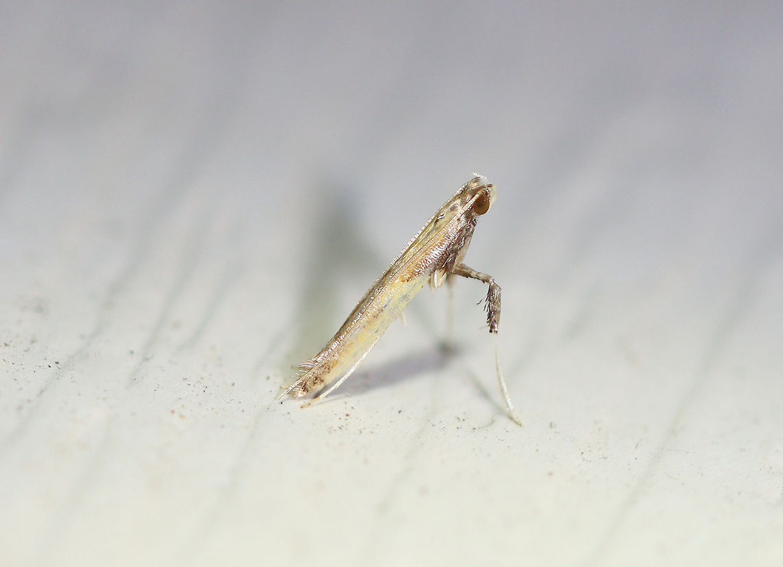 Azalea Leaf Miner - Caloptilia azaleella Tiny moth!<br />
<br />
Habitat: Attracted to a 395 nm LED light in a semi-rural area<br />
<br />
2020(204) Azalea leaf miner,Caloptilia,Caloptilia azaleella,Fall,Geotagged,United States,leaf miner,moth