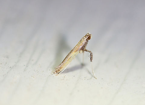 Azalea Leaf Miner - Caloptilia azaleella Tiny moth!

Habitat: Attracted to a 395 nm LED light in a semi-rural area

2020(204) Azalea leaf miner,Caloptilia,Caloptilia azaleella,Fall,Geotagged,United States,leaf miner,moth