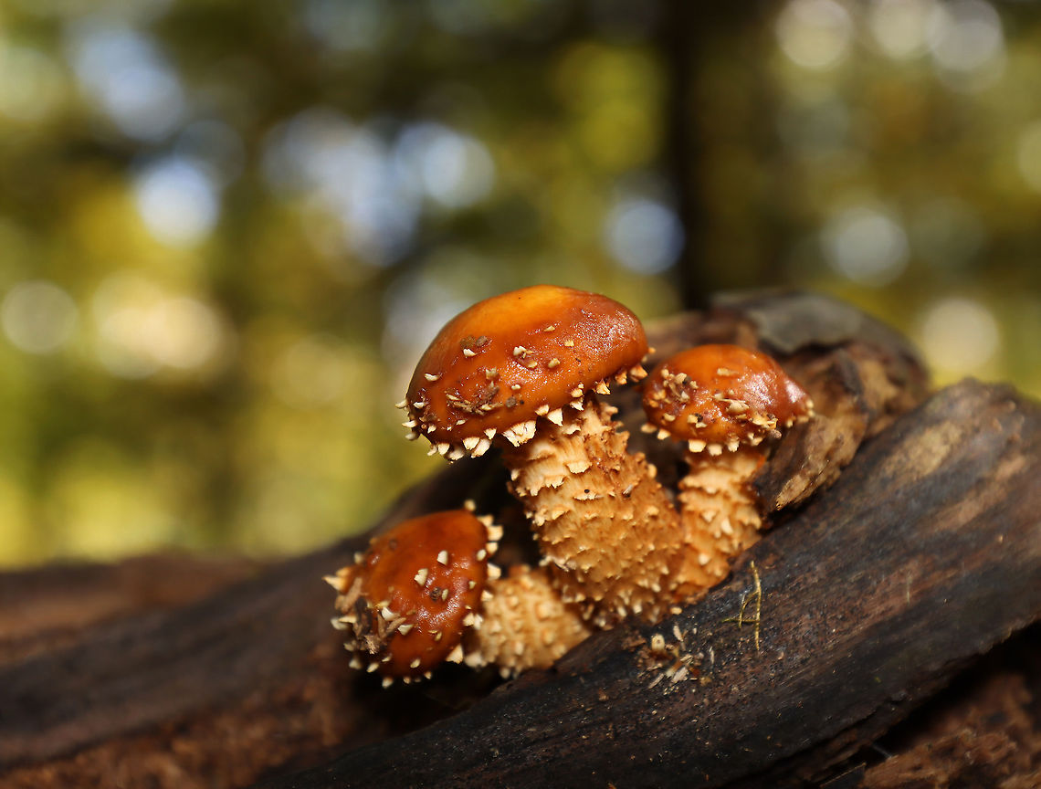Hemistropharia albocrenulata Habitat: Growing in clusters on rotting wood in a mostly deciduous forest.<br />
<figure class="photo"><a href="https://www.jungledragon.com/image/103482/hemistropharia_albocrenulata.html" title="Hemistropharia albocrenulata"><img src="https://s3.amazonaws.com/media.jungledragon.com/images/3232/103482_thumb.jpg?AWSAccessKeyId=05GMT0V3GWVNE7GGM1R2&Expires=1759968010&Signature=R28AOaP9CGo1jfQ5reKns9MYo3A%3D" width="200" height="156" alt="Hemistropharia albocrenulata <br />
Habitat: Growing in clusters on rotting wood in a mostly deciduous forest.<br />
https://www.jungledragon.com/image/103484/mushrooms_-_pholiota_sp.html<br />
https://www.jungledragon.com/image/103480/mushrooms_-_pholiota_sp.html Fall,Geotagged,Hemistropharia albocrenulata,United States" /></a></figure><br />
<figure class="photo"><a href="https://www.jungledragon.com/image/103484/hemistropharia_albocrenulata.html" title="Hemistropharia albocrenulata"><img src="https://s3.amazonaws.com/media.jungledragon.com/images/3232/103484_thumb.jpg?AWSAccessKeyId=05GMT0V3GWVNE7GGM1R2&Expires=1759968010&Signature=S%2BWEyBq97nXqIPcaoBj6wUoDzZM%3D" width="200" height="154" alt="Hemistropharia albocrenulata <br />
Habitat: Growing in clusters on rotting wood in a mostly deciduous forest.<br />
https://www.jungledragon.com/image/103480/mushrooms_-_pholiota_sp.html<br />
https://www.jungledragon.com/image/103482/mushrooms_-_pholiota_sp.html Fall,Geotagged,Hemistropharia albocrenulata,United States" /></a></figure> Fall,Geotagged,Hemistropharia albocrenulata,Pholiota,United States,fungus,mushrooms