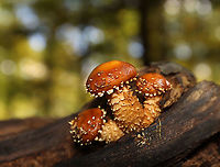 Hemistropharia albocrenulata Habitat: Growing in clusters on rotting wood in a mostly deciduous forest.<br />
https://www.jungledragon.com/image/103482/mushrooms_-_pholiota_sp.html<br />
https://www.jungledragon.com/image/103484/mushrooms_-_pholiota_sp.html Fall,Geotagged,Hemistropharia albocrenulata,Pholiota,United States,fungus,mushrooms