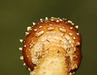 Hemistropharia albocrenulata <br />
Habitat: Growing in clusters on rotting wood in a mostly deciduous forest.<br />
https://www.jungledragon.com/image/103484/mushrooms_-_pholiota_sp.html<br />
https://www.jungledragon.com/image/103480/mushrooms_-_pholiota_sp.html Fall,Geotagged,Hemistropharia albocrenulata,United States