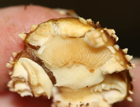 Hemistropharia albocrenulata 
Habitat: Growing in clusters on rotting wood in a mostly deciduous forest.
https://www.jungledragon.com/image/103480/mushrooms_-_pholiota_sp.html
https://www.jungledragon.com/image/103482/mushrooms_-_pholiota_sp.html Fall,Geotagged,Hemistropharia albocrenulata,United States