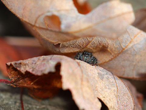 Jumping Spider - Phidippus sp. This cutie was watching me from its hiding place.

Habitat: Deciduous forest Fall,Geotagged,Phidippus,United States,jumping spider,spider
