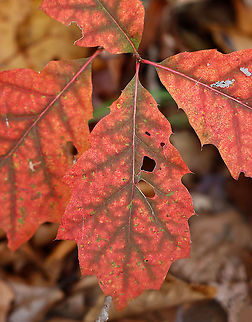 Chinkapin Oak - Quercus muehlenbergii *I'm not sure of the ID. My plant ID skills are so lame.

Habitat: Deciduous forest Chinkapin oak,Fall,Geotagged,Quercus,Quercus muehlenbergii,United States,autumn foliage,fall foliage,oak