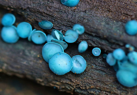 Turquoise Elfcup - Chlorciboria aeruginosa Blue-green fungi that have a cup-shaped fruiting body with a tiny, central stem. The fruiting body becomes flattened with age. They ranged in size from 1-3 mm wide. 

Habitat: Rotting wood in a mixed forest

Found on the same piece of wood as these:
https://www.jungledragon.com/image/103425/turquoise_elfcup_-_chlorciboria_aeruginosa.html
 Chlorociboria aeruginosa,Fall,Geotagged,Turquoise Elfcup,United States,blue,cup fungus,fungus