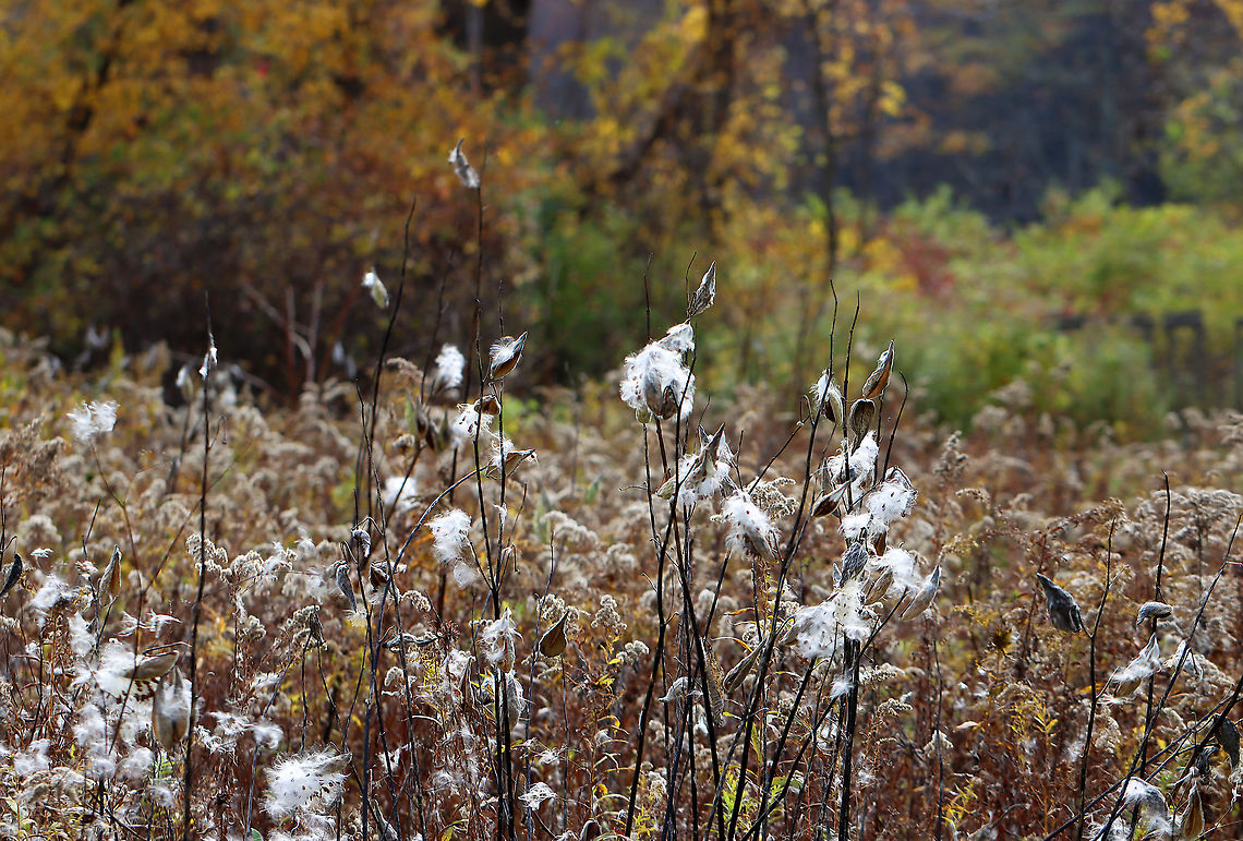 Common Milkweed -  Asclepias syriaca Gone to seed. The little fluffy seeds float through the air adding some beauty to gloomy days.<br />
<br />
Habitat: Meadow<br />
<br />
 Asclepias,Asclepias syriaca,Fall,Geotagged,United States,milkweed