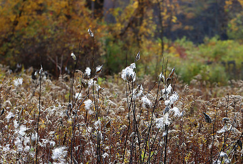 Common Milkweed -  Asclepias syriaca Gone to seed. The little fluffy seeds float through the air adding some beauty to gloomy days.

Habitat: Meadow

 Asclepias,Asclepias syriaca,Fall,Geotagged,United States,milkweed
