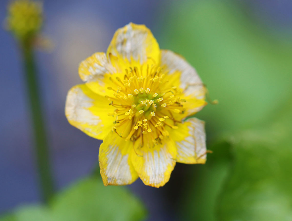 Marsh Marigold - Caltha palustris Past prime...<br />
<br />
Habitat: Wetland Caltha,Caltha palustris,Geotagged,Marsh Marigold,Spring,United States,marigold