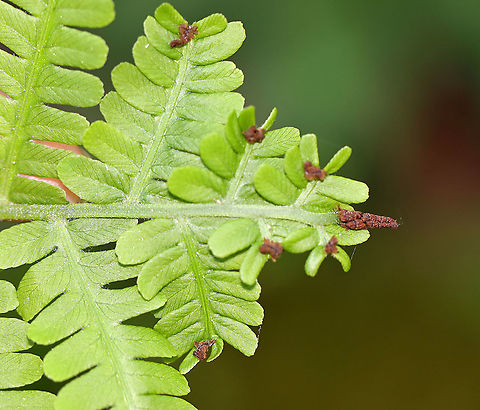 Fern - Class Polypodiopsida I assume the brown bits are spores? But, I'm not sure. The other ferns in the area did not look like this.

Habitat: Forested wetland
https://www.jungledragon.com/image/103649/fern_-_class_polypodiopsida.html Geotagged,Spring,United States,fern