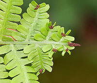 Fern - Class Polypodiopsida I assume the brown bits are spores? But, I'm not sure. The other ferns in the area did not look like this.<br />
<br />
Habitat: Forested wetland<br />
https://www.jungledragon.com/image/103649/fern_-_class_polypodiopsida.html Geotagged,Spring,United States,fern