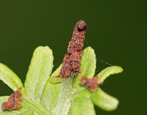 Fern - Class Polypodiopsida I assume the brown bits are spores? But, I'm not sure. The other ferns in the area did not look like this.

Habitat: Forested wetland
https://www.jungledragon.com/image/103648/fern_-_class_polypodiopsida.html
 Geotagged,Spring,United States