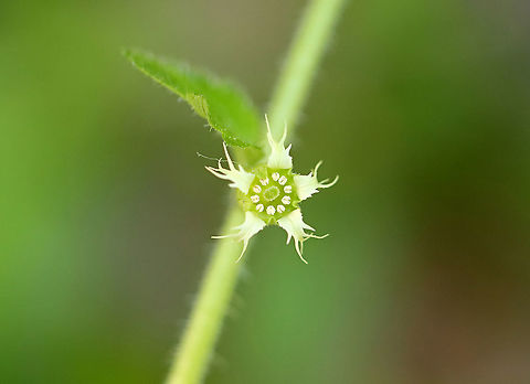 American Alumroot - Heuchera americana Habitat: Forested wetland American alumroot,Geotagged,Heuchera,Heuchera americana,Spring,United States,alumroot